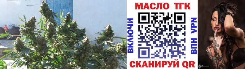 дарнет шоп  Сургут  ТГК концентрат 